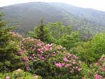 Roan Rhododendron
