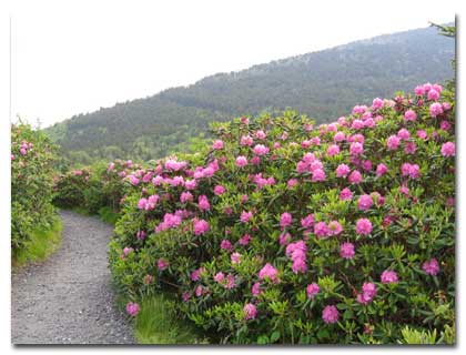 Catawba Rhododendron on Roan Mountain bald