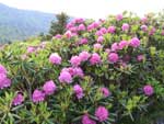 Catawba Rhododendron on the Roan