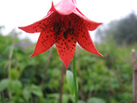 Gray's Lily on Roan Mountain