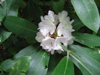 Rosebay Rhododendron Flower